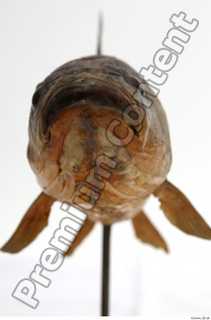 Common chub Squalius cephalus head mouth 0001.jpg